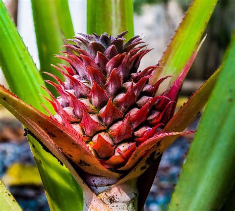 Fotos Gratis árbol Naturaleza Fruta Hoja Flor Comida Produce