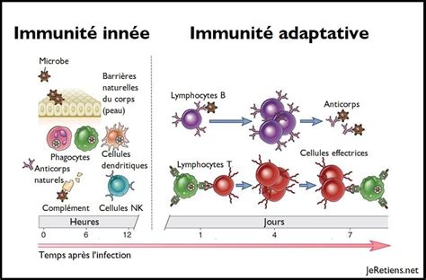 Diff Rence Entre Immunit Inn E Et Immunit Adaptative