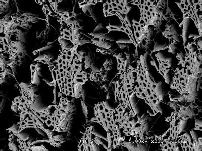 A Scanning Electron Micrograph Image Eurekalert Science News Releases