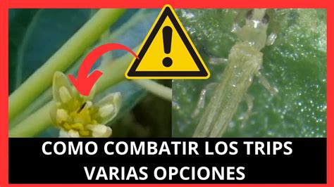 Como COMBATIR El TRIPS En AGUACATE Y CUALES Son Los MEJORES INSECTCIDAS