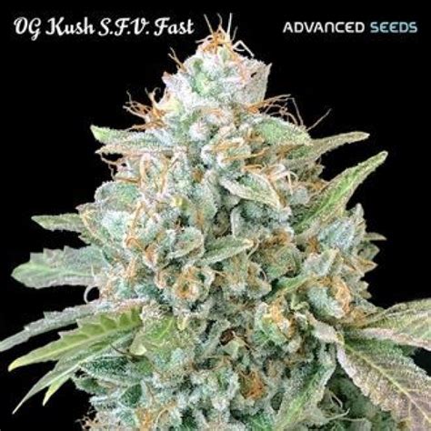 Og Kush Sfv Fast Feminised Cannabis Seeds Advanced Seeds