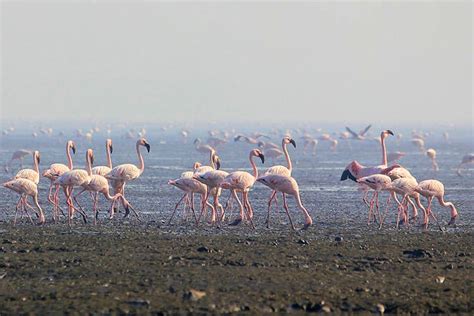 A Flamingo Festival The Birds Are Back At Kelwa Beach Near Mumbai Lbb