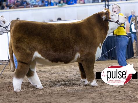 Oklahoma Youth Expo Market Steers Hereford Lautner Farms