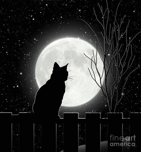 Moon Bath Ii Black Cat Contemplates The Full Moon Photograph By Tina