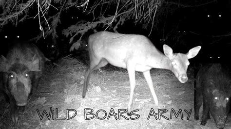 Wild Hogs Get Aggressively Curious About Trail Camera Youtube