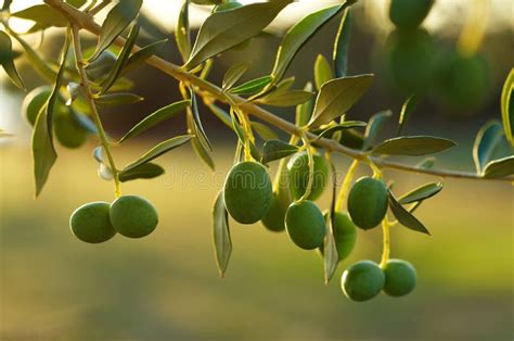 Olive Tree Branch Stock Photo Image Of Closeup Organic 11541034