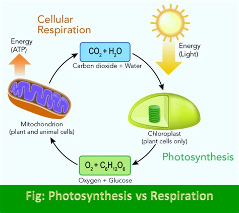 Difference Between Photosynthesis And Respiration In Plants Lifesciencedirect