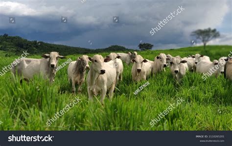 3,760 Zebu cow Images, Stock Photos & Vectors | Shutterstock