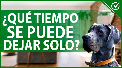 Cómo Dejar a mi Perro Solo en Casa sin que se Sienta Solo YouTube