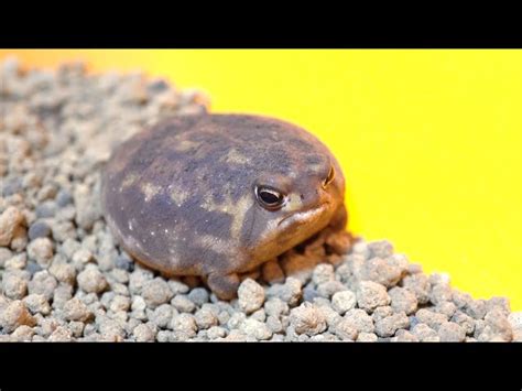 Healed In 1 Minute Rain Frog Yawning And Croaking