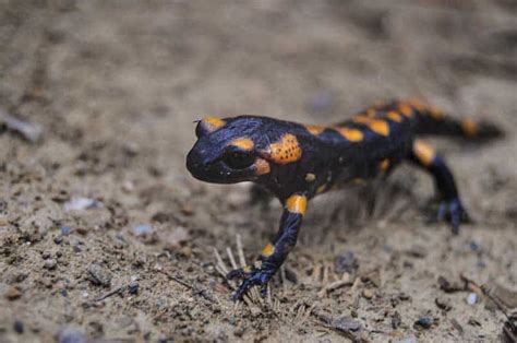 Is A Salamander A Lizard 10 Key Differences Between Them Wildlife