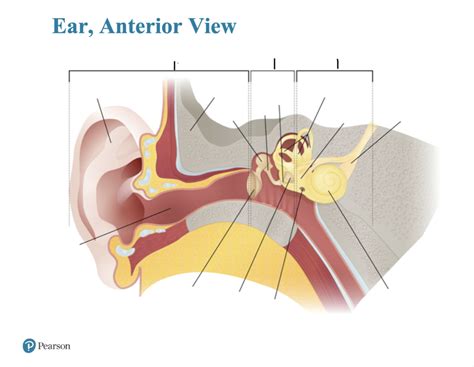 8: Ear, Anterior View Diagram | Quizlet