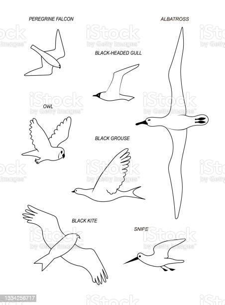 Oiseaux Jeu Dimages De Silhouette De Ligne De Dessin Noir Vectoriel