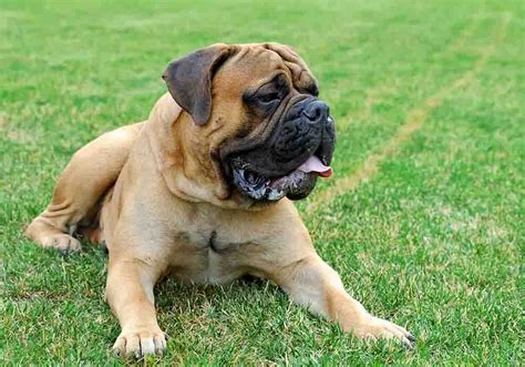 English Mastiff Dog Breed Information History Traits