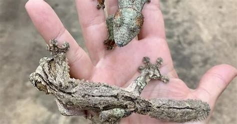 Mossy Leaf Tailed Geckos Album On Imgur