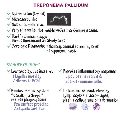 Immunology/Microbiology Glossary: Treponemas (Syphillis) | Draw It to ...