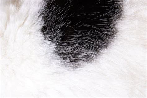 The Texture of White Fur of Animal with Black Spot Stock Photo - Image ...