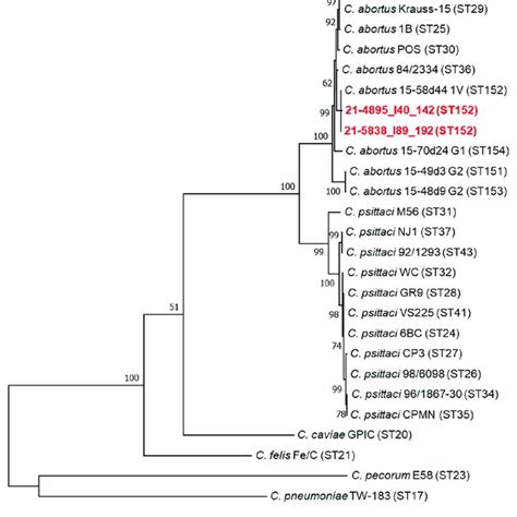 Phylogenetic Analyses Of Multilocus Sequence Typing Mlst Concatenated