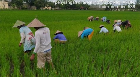 Lanjutan Penyiangan Padi Varietas Inpari 33 Di Upb Puyung Dinas