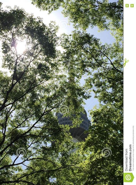 De Toren Van Seoel N Het Verbergen Achter De Boom Stock Foto Image Of