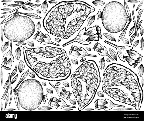 Tropical Fruit Illustration Wallpaper Background Of Hand Drawn Sketch