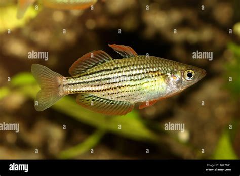 Rotflossen Zwerg Regenbogenfisch Aquarium Fisch Melanotaenia