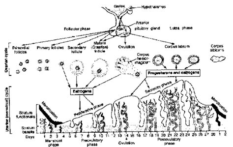 Menstrual Cycle Human Reproduction Class 12 Biology