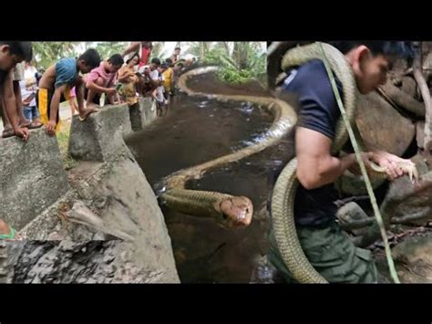 HUMAHARANG SA DAAN NA JUMBO KING COBRA NAHULI NA YouTube