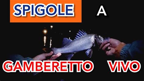 Spigole Con Il Gambero Vivo In Notturna Innesco Del Gambero E