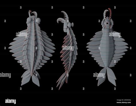 Fossil Reconstruction Of Anomalocaris Canadensis From Middle Cambrian