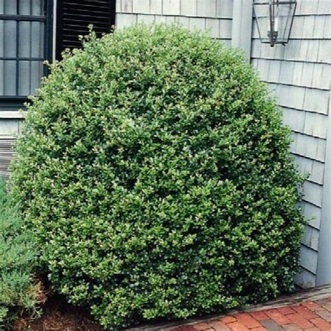 HOLLY Compacta #3 — Master Landscape Supply