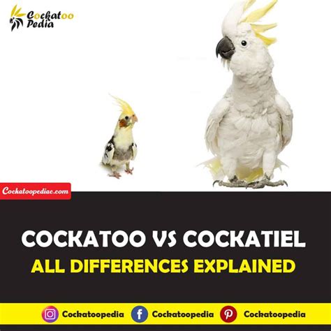 Cockatoo Vs Cockatiel: All Differences Explained - Cockatoo Pedia