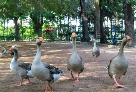 Laguna De San Baltazar Un Pulm N Verde En Puebla