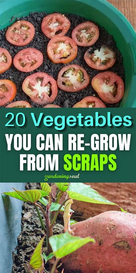 Vegetables You Can Re Grow From Scraps In Vegetable Garden