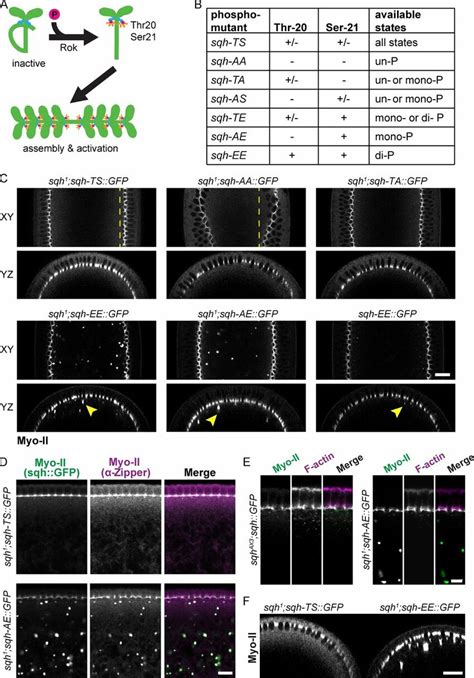 Characterization Of Sqh Phosphomutant Oligomerization A