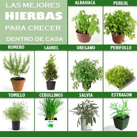 Cultivar El Huerto Casero Hierbas Para Cultivar Dentro De Casa