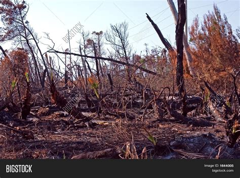 Forest Fire Aftermath Stock Photo & Stock Images | Bigstock