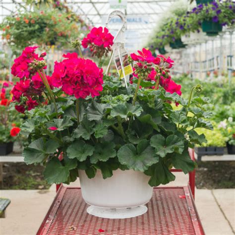 Geranium Tango Tango Pelargonium Basket Medary Acres