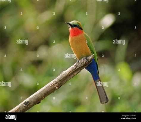 A Colorful Bird In Uganda Africa Named Bee Eaterwhile Sitting On A