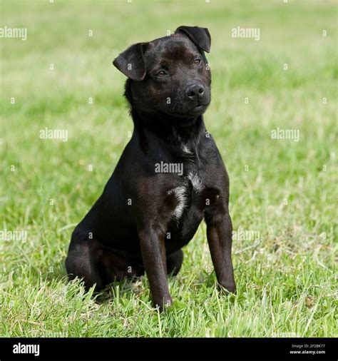 Black Patterdale Terrier High Resolution Stock Photography And Images