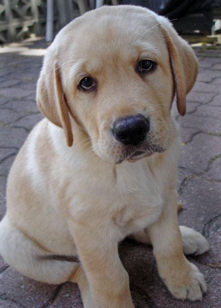 Retriever Labrador: Mini Labrador Retriever