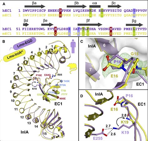 Figure From Extending The Host Range Of Listeria Monocytogenes By