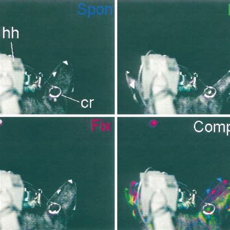 (PDF) Pinna Movements of the Cat during Sound Localization