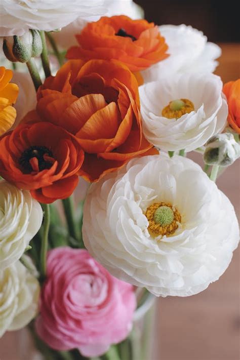 A Bouquet of Poppy Flowers · Free Stock Photo