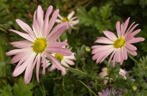 Country Girl Chrysanthemum Central Texas Gardener