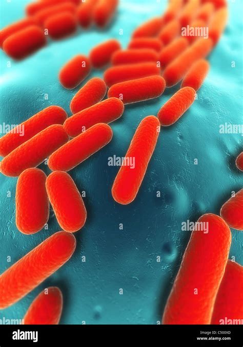 Bacteria human body hi-res stock photography and images - Alamy