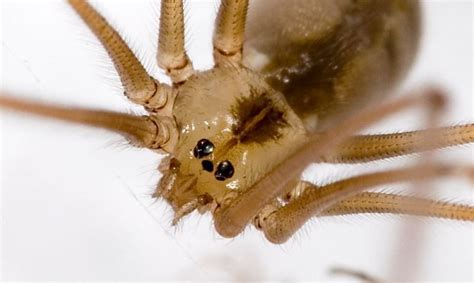 ARAÑA DE PATAS LARGAS Características Qué come Dónde vive