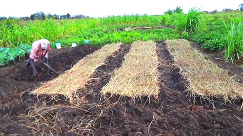 El Papel Del Abono Verde En La Fertilidad Del Suelo Azada Verde