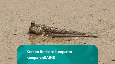 Ikan Ini Simpan Rahasia Evolusi Nenek Moyang Manusia Untuk Hidup Di