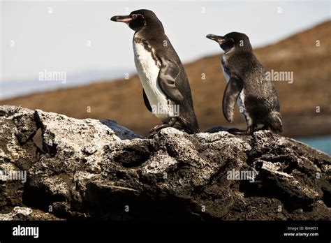 Galapagos Penguin Spheniscus Mendiculus Is The Third Smallest Of